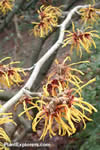 Hamamelis &times; intermedia