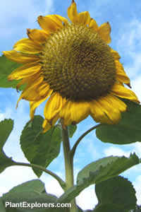 Helianthus annus 'Russian Giant'