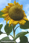 Helianthus annus