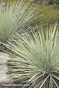 Helictotrichon sempervirens