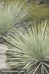 Helictotrichon sempervirens