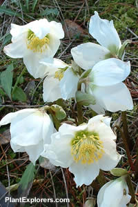 Helleborus niger
