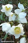 Helleborus niger