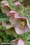 Helleborus orientalis