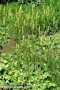 Heuchera cylindrica