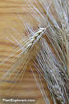 Barley