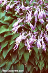 Hosta 'Kii-hime'