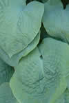Hosta  sieboldiana
