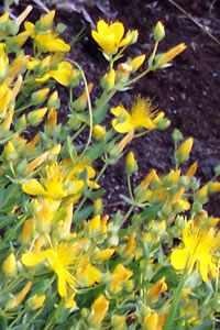 Hypericum olympicum