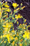 Hypericum olympicum