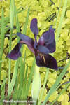 Iris chrysographes