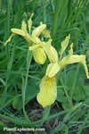 Iris forrestii