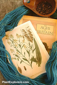 Isatis tinctoria