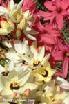 Ixia 'mixed'