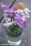 Iberis umbellata