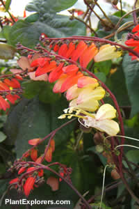 ipomea lobata