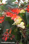 Ipomoea lobata