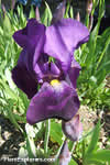 Iris aphylla