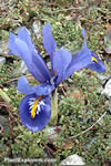 Iris reticulata