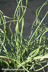 Juncus effusus 'Spiralis'