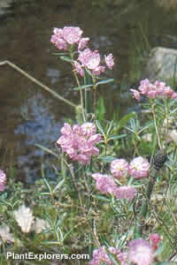 Kalmia polifolia