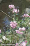 Kalmia polifolia
