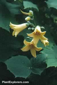 Kirengeshoma palmata subsp. koreana