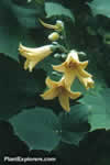 Kirengeshoma palmata subsp. koreana