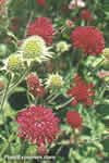 Knautia macedonica