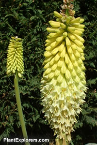 Kniphofia citrina