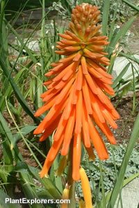 Kniphofia 'Bressingham Comet'