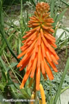 Kniphofia 'Bressingham Comet'