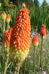 Kniphofia ensifolia