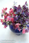 Lathyrus odoratus
