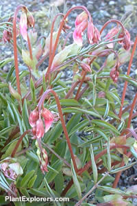 Lathyrus vernus