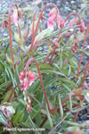 Lathyrus vernus