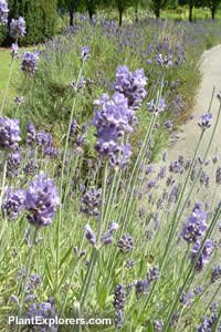 Lavender (duplicate--do not use)