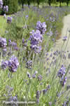 Lavender (duplicate--do not use)