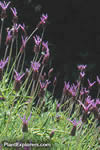 Lavandula stoechas