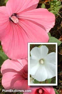 Lavatera trimestris 'mixed'