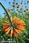 Leonotis leonurus