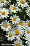 Leucanthemum x superbum