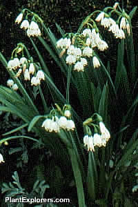 Leucojum aestivum