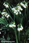 Leucojum aestivum