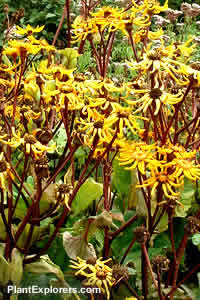 Ligularia dentata