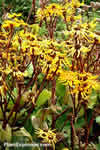 Ligularia dentata