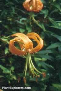 Lilium henryi