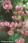 Lilium martagon