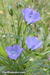 Linum usitatissimum