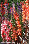 Lobelia cardinalis